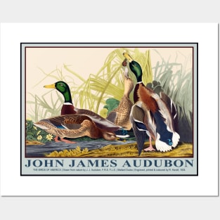 Mallard Ducks by John J. Audubon Posters and Art